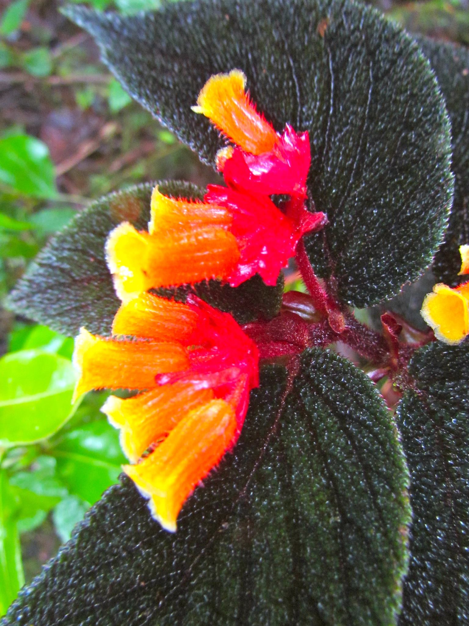 B. killipiana